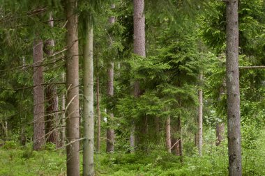 Görkemli Kuzey Evergreen Ormanı. Güçlü çam ve çam ağaçları. Yumuşak güneş ışığı. Atmosferik manzara. Doğa, çevre, eko turizm, keşif, seyahat tutkusu kavramı
