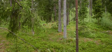 Görkemli Kuzey Evergreen Ormanı. Güçlü çam ve çam ağaçları. Yumuşak güneş ışığı. Atmosferik manzara. Doğa, çevre, eko turizm, keşif, seyahat tutkusu kavramı