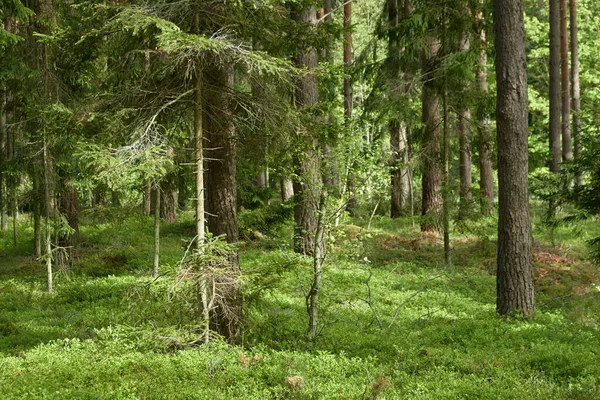 Μαγευτικό Βόρειο Αειθαλές Δάσος Δυνατά Πεύκα Και Έλατο Μαλακό Φως — Φωτογραφία Αρχείου