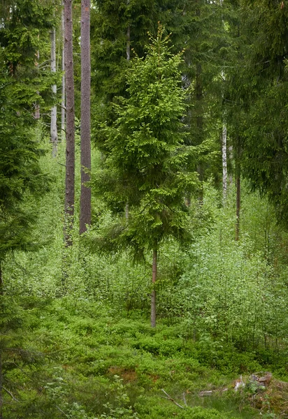 Majestueus Noordelijk Altijd Groen Bos Machtige Dennen Sparrenbomen Zacht Zonlicht — Stockfoto