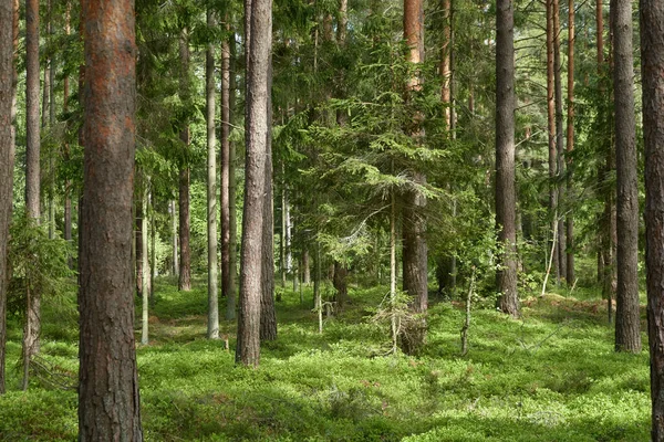 Majestuoso Bosque Siempreverde Del Norte Poderosos Pinos Abetos Luz Solar — Foto de Stock