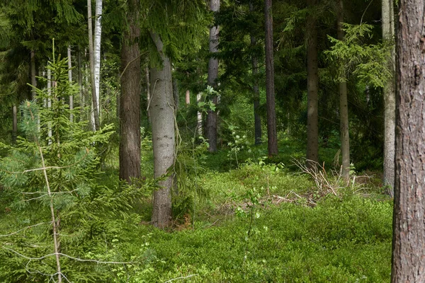 Majestuoso Bosque Siempreverde Del Norte Poderosos Pinos Abetos Luz Solar —  Fotos de Stock