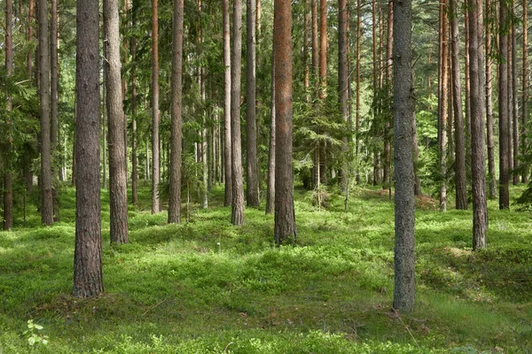 Majestueus Noordelijk Altijd Groen Bos Machtige Dennen Sparrenbomen Zacht Zonlicht — Stockfoto