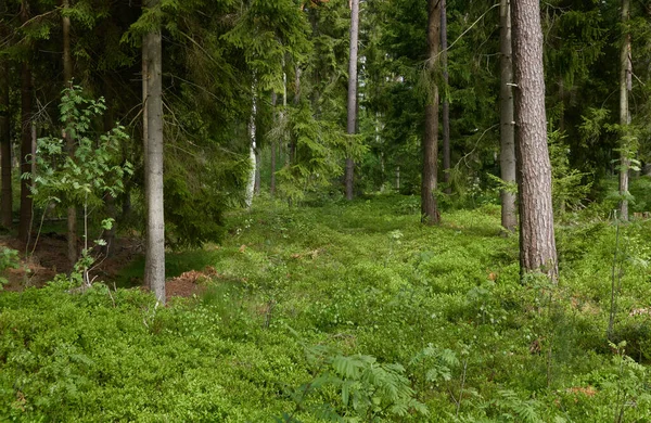 Majestueus Noordelijk Altijd Groen Bos Machtige Dennen Sparrenbomen Zacht Zonlicht — Stockfoto