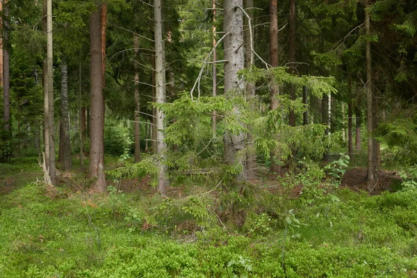 Majestätischer Immergrüner Wald Norden Mächtige Kiefern Und Fichten Sanftes Sonnenlicht — Stockfoto