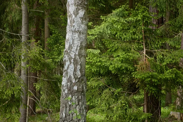 Majestosa Floresta Perene Norte Pinheiros Poderosos Árvores Abeto Luz Solar — Fotografia de Stock
