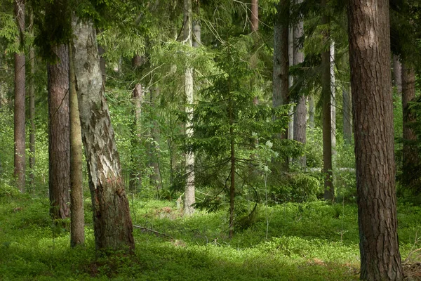 Majestuoso Bosque Siempreverde Del Norte Poderosos Pinos Abetos Luz Solar —  Fotos de Stock