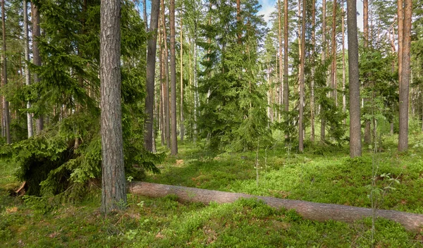 Величний Північний Вічнозелений Ліс Потужні Сосни Ялини Яке Сонячне Світло — стокове фото