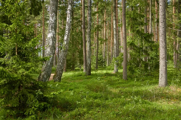 雄大な北常緑樹林 強力な松やトウヒの木 太陽の光だ 大気の風景 エコツーリズム さまよう欲望の概念 — ストック写真