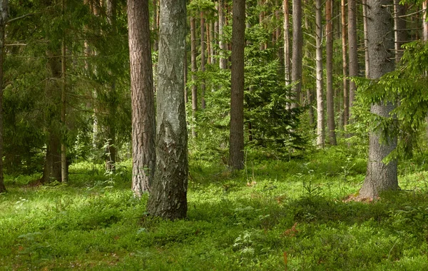 雄大な北常緑樹林 強力な松やトウヒの木 太陽の光だ 大気の風景 エコツーリズム さまよう欲望の概念 — ストック写真