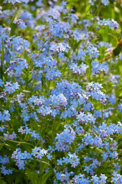 森林公園に芝生が咲いています マイオシスの花 緑の草 太陽の光だ 造園デザイン — ストック写真