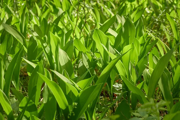 緑の葉 森林公園に咲く芝生 牧草地 生態系 生態系 純粋な自然 牧歌的な風景 — ストック写真