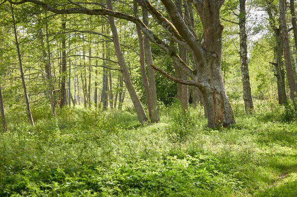 Majestosa Floresta Perene Norte Pinheiros Poderosos Árvores Abeto Luz Solar — Fotografia de Stock
