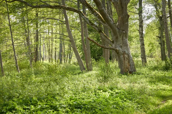 Majestic northern evergreen forest. Mighty pine and spruce trees. Soft sunlight. Atmospheric landscape. Nature, environment, eco tourism, exploring, wanderlust concept