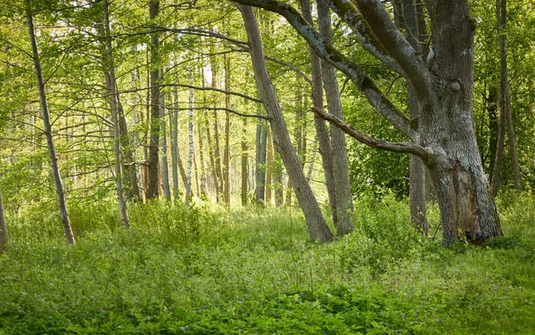 상록수 소나무와 가문비나무 부드러운 친환경 방랑적 — 스톡 사진