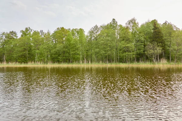 Panoramatický Výhled Břehu Křišťálově Čistého Lesního Jezera Řeka Idylická Krajina — Stock fotografie