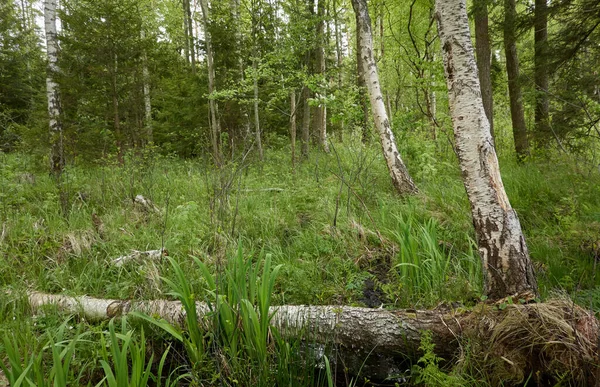 Floresta Pantanosa Árvores Plantas Folhas Verdes Luz Solar Suave Paisagem — Fotografia de Stock