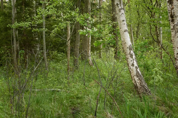 Bagnisty Las Drzewa Rośliny Zielone Liście Miękkie Światło Słoneczne Krajobraz — Zdjęcie stockowe