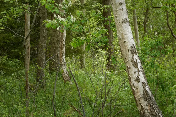 Forêt Marécageuse Arbres Plantes Feuilles Vertes Lumière Douce Soleil Paysage — Photo