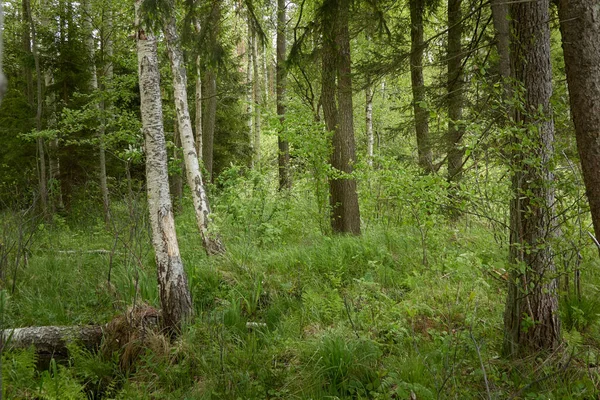 Moerasbos Bomen Planten Groene Bladeren Zacht Zonlicht Sfeervol Landschap Natuur — Stockfoto
