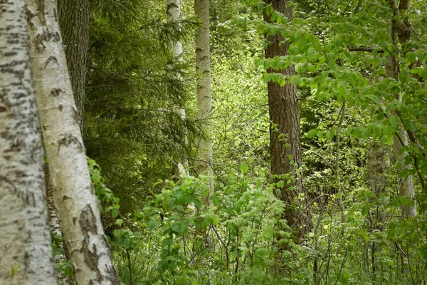 Болотний Ліс Дерева Рослини Зелене Листя Яке Сонячне Світло Атмосферний — стокове фото