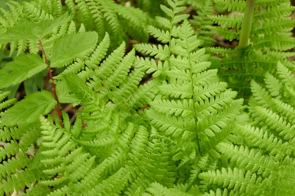 Forest Floor Young Green Fern Leaves Close Floral Pattern Texture — Stock Photo, Image