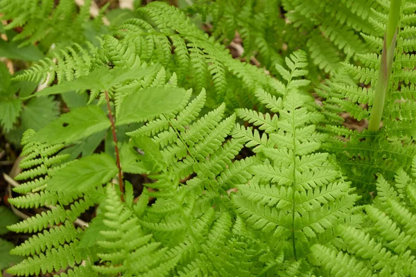 Suelo Del Bosque Hojas Helecho Verde Joven Primer Plano Patrón —  Fotos de Stock