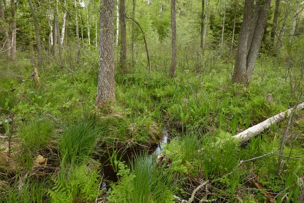 Forêt Marécageuse Arbres Plantes Feuilles Vertes Lumière Douce Soleil Paysage — Photo