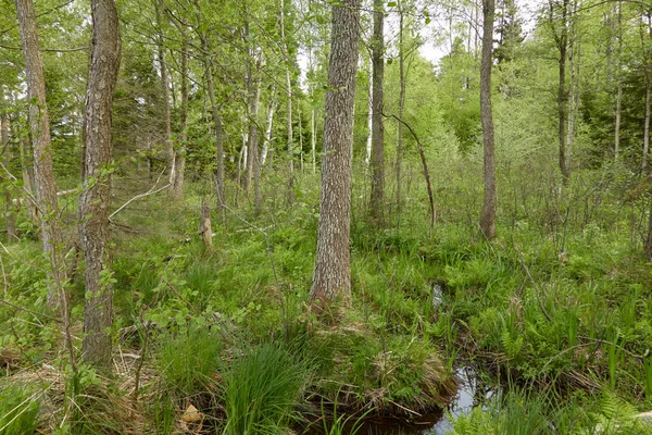 Forêt Marécageuse Arbres Plantes Feuilles Vertes Lumière Douce Soleil Paysage — Photo