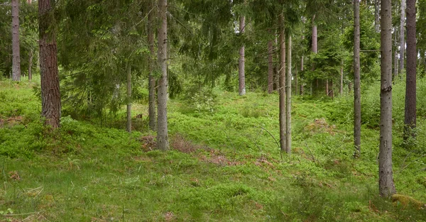 Görkemli Kuzey Evergreen Ormanı Güçlü Çam Çam Ağaçları Yumuşak Güneş — Stok fotoğraf