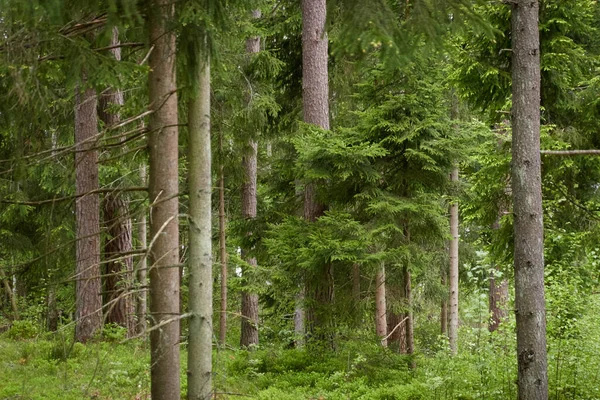 Majestueus Noordelijk Altijd Groen Bos Machtige Dennen Sparrenbomen Zacht Zonlicht — Stockfoto