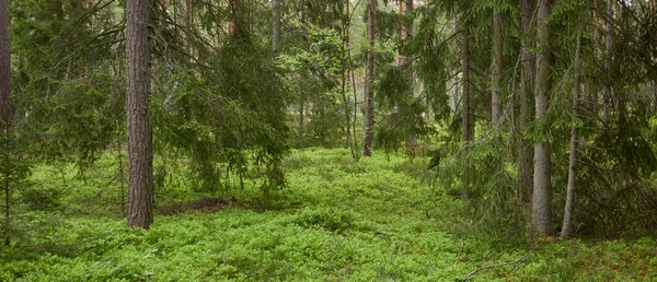 Majestueuse Forêt Feuilles Persistantes Nord Puissants Pins Épinettes Lumière Douce — Photo