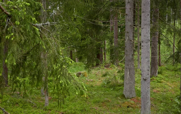 Majestic northern evergreen forest. Mighty pine and spruce trees. Soft sunlight. Atmospheric landscape. Nature, environment, eco tourism, exploring, wanderlust concept