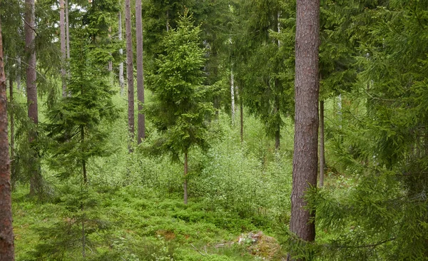 Majestátní Severní Věčně Zelený Les Mohutné Borovice Smrky Měkké Sluneční — Stock fotografie