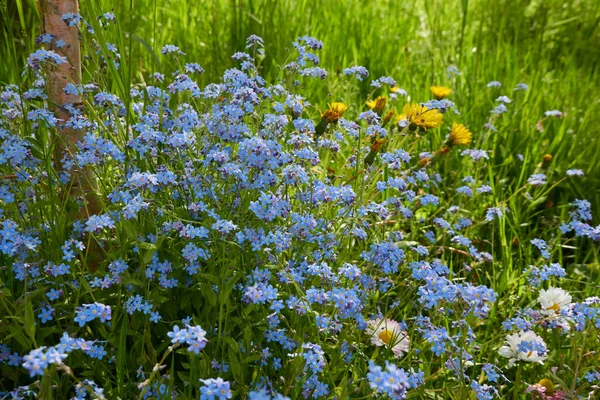 森林公园里盛开的草坪 Belis Annua 蒲公英 Taraxacum 柔和的阳光春天 园林设计 图库照片