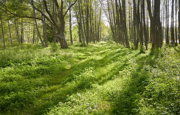 Величественный Северный Вечнозеленый Лес Могучие Сосны Ели Мягкий Солнечный Свет Стоковое Фото