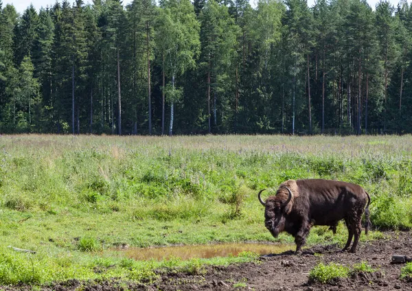 St. Petersburg. Russia. Bisons in Toksovo. — Stock Image St. Petersburg. Russia. Bisons in Toksovo. Royalty Free Stock Photos