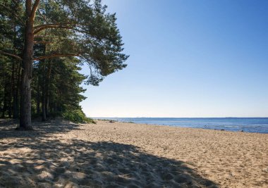 Finlandiya Körfezi kıyısında Komarovo tatil köyü yakınlarında. Ekolojik iz Komarovsky Bereg. Aziz Petersburg. - Rusya. 03 Temmuz 2021