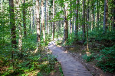Ormanda yürümek için tahta güverteler. Ekolojik iz Komarovsky Bereg. Tatil yeri. Aziz Petersburg. - Rusya. 03 Temmuz 2021