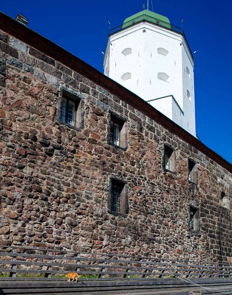 维堡城堡的象征是在圣奥拉夫塔的背景下 一只名叫Philemon的生姜猫 维堡城堡 Vyborg 列宁格勒地区俄罗斯 2021年8月4日 — 图库照片
