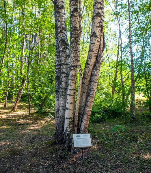 Visící Bříza Arboretum Rezerva Kivach Republika Karelia Rusko Července 2021 — Stock fotografie