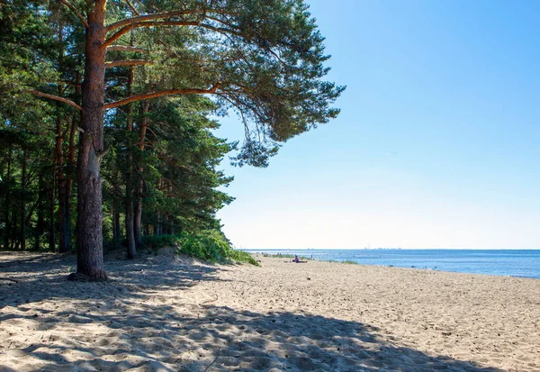靠近度假村科马罗沃的芬兰湾海岸 生态小径Komarovsky Bereg 圣彼得堡 俄罗斯 2021年7月3日 — 图库照片