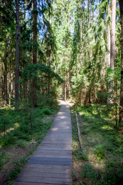 Fedélzetek Könnyű Séta Erdőben Ökológiai Ösvény Komarovsky Bereg Üdülőterület Szentpétervár — Stock Fotó