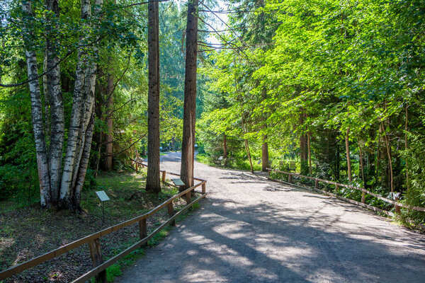 Arboretum. Reserve "Kivach". Republic of Karelia. Russia. 12 July 2021