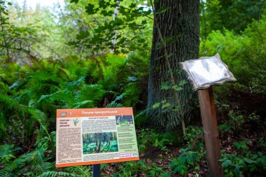 Eğreltiotu Vadisi Siverskaya ekolojik yolu ya da Yaşam Okulu 'nun yolu. Yerleşim yeri Siversky. Gatchina bölgesi. Leningrad bölgesi. - Rusya. 28 Ağustos 2021