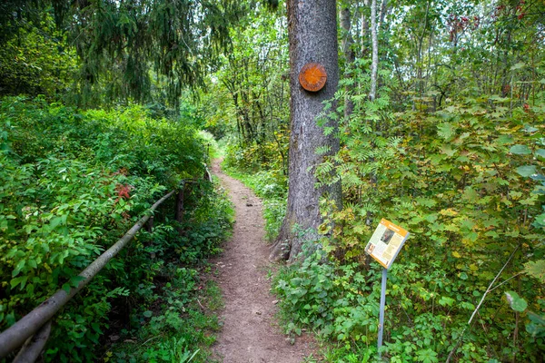 Eichhörnchen Esszimmer Siwerskaja Ökologischer Weg Oder Der Weg Der Schule — Stockfoto