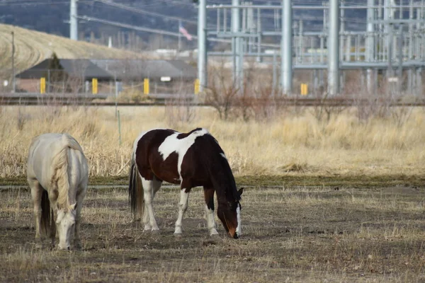 Uzak elektrik hatları ve yapıları olan sakin atlar tarlada.