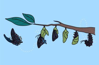 Stages of growth and transformation of butterfly on tree branch. Life cycle and metamorphosis of insect. Caterpillar, larva, pupa, imago eclosion. Nature and fauna. Vector illustration.  clipart