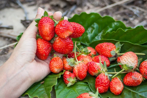 Strawberries — Stock Photo, Image