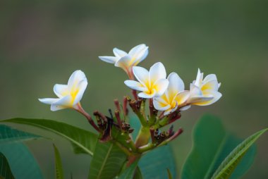 Plumeria çiçek